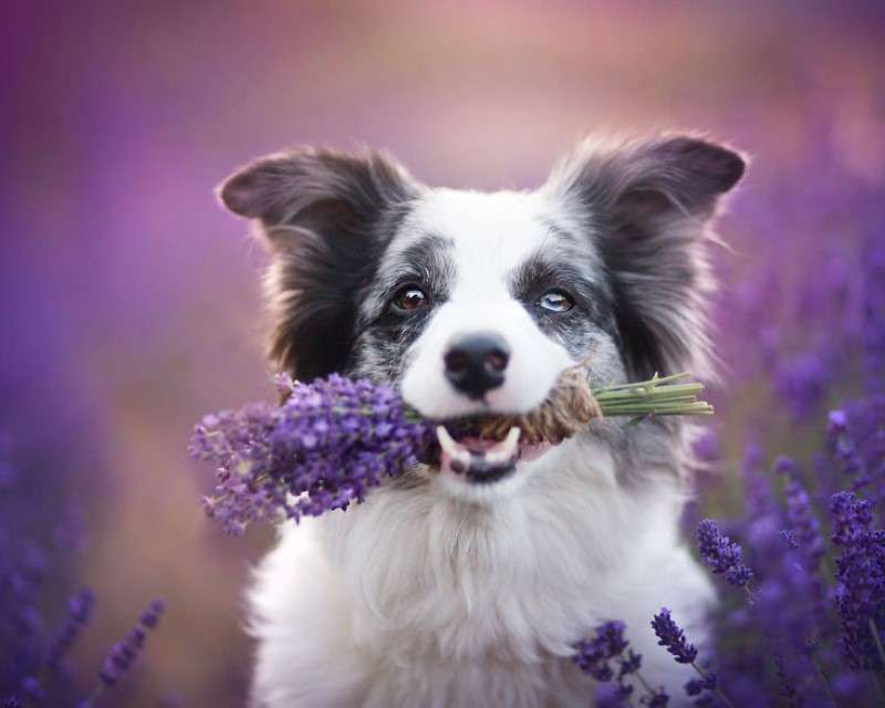 A dog among the heather online puzzle