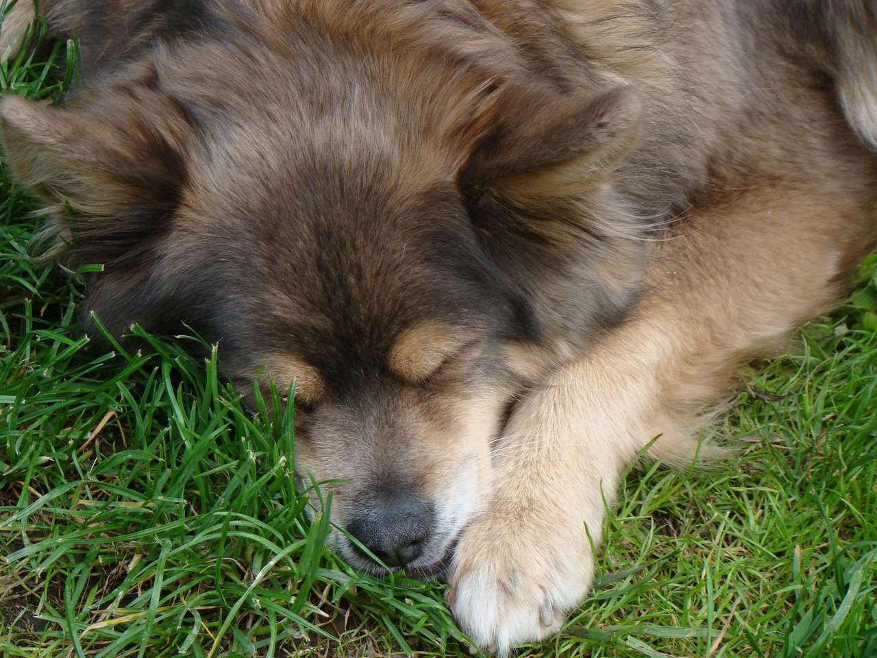 Спящая маленькая собачка пазл онлайн