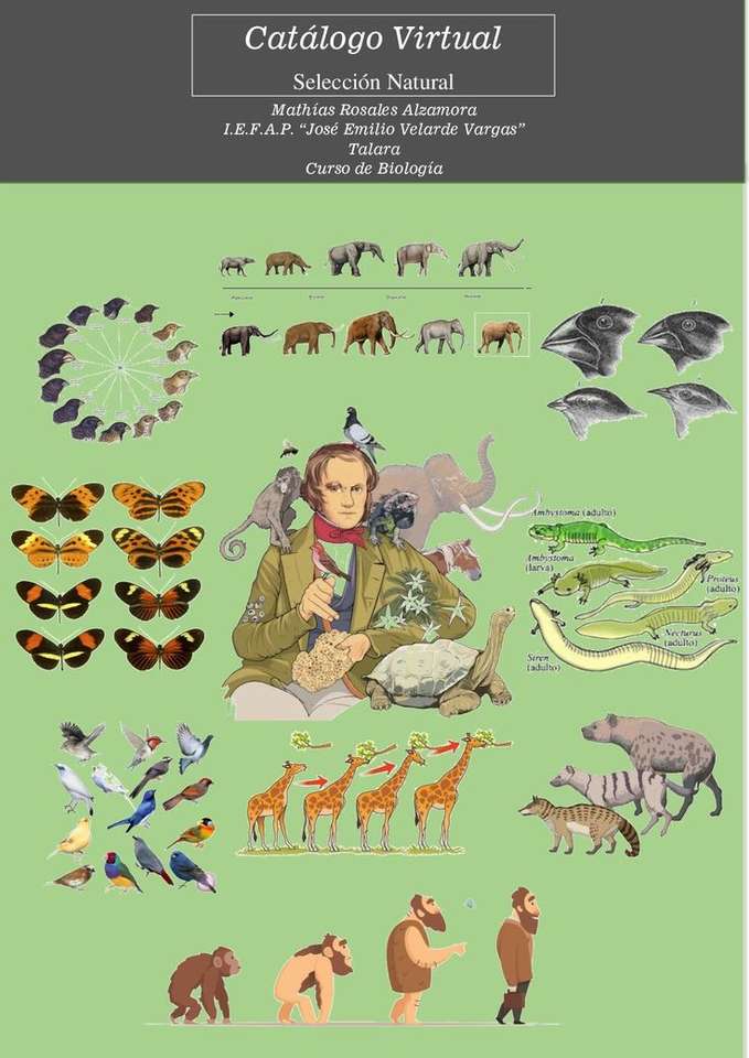 Darwinova evoluční teorie online puzzle