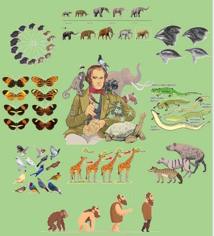 La teoria dell'evoluzione di Darwin puzzle online
