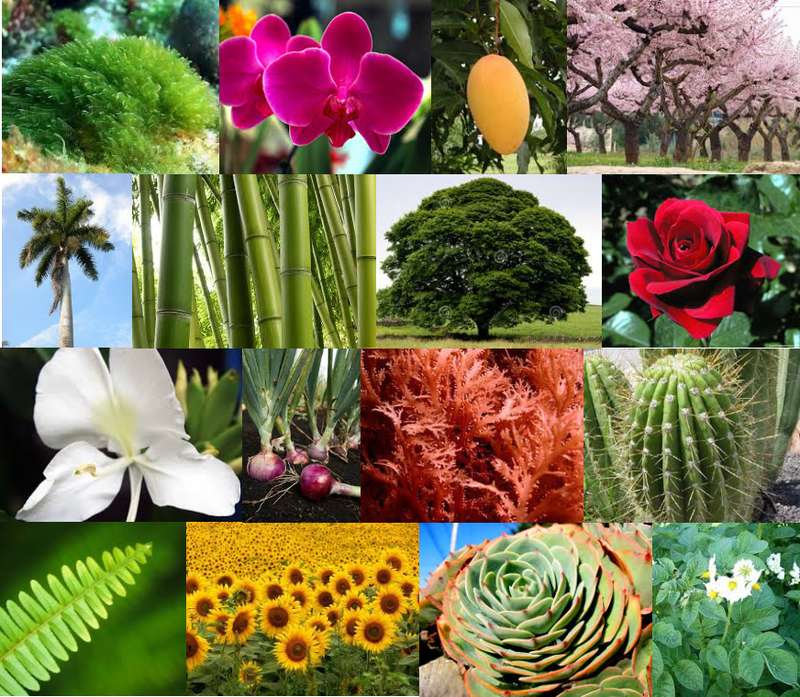 diversitatea plantelor jigsaw puzzle online