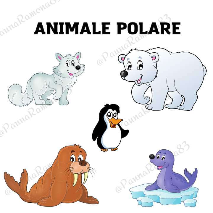Polar dieren legpuzzel online