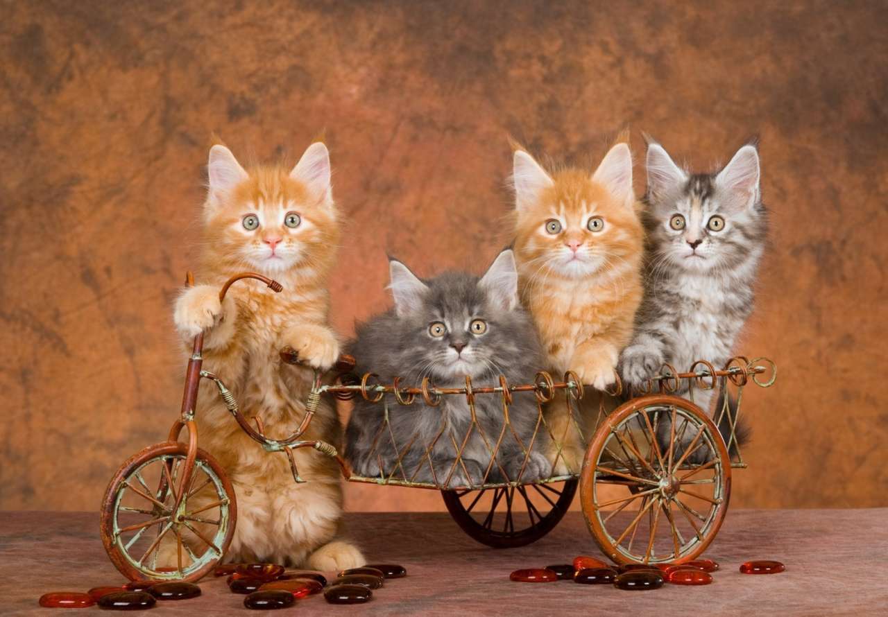 He is riding a bike with cats for a walk :) online puzzle