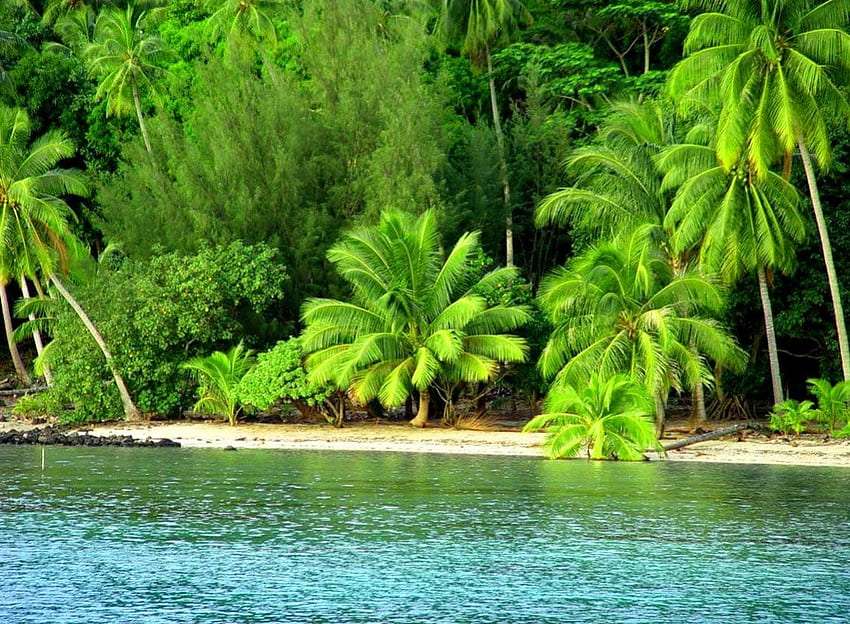 Beautiful green tropical beach, what a view jigsaw puzzle online