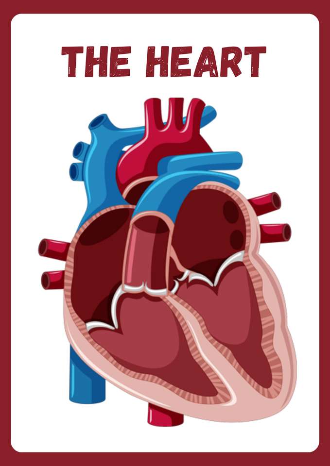 Lidské srdce skládačky online