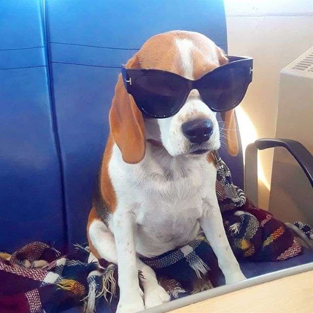 Um cachorro com óculos puzzle online
