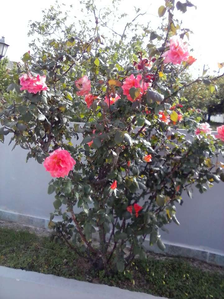 roseira florida quebra-cabeças online
