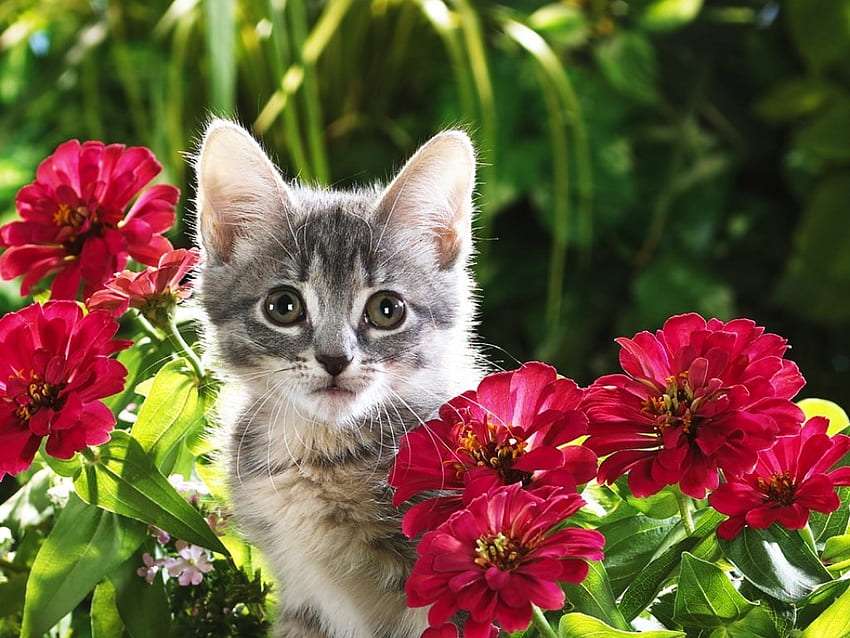 Vackra blommor och en söt liten kattunge Pussel online