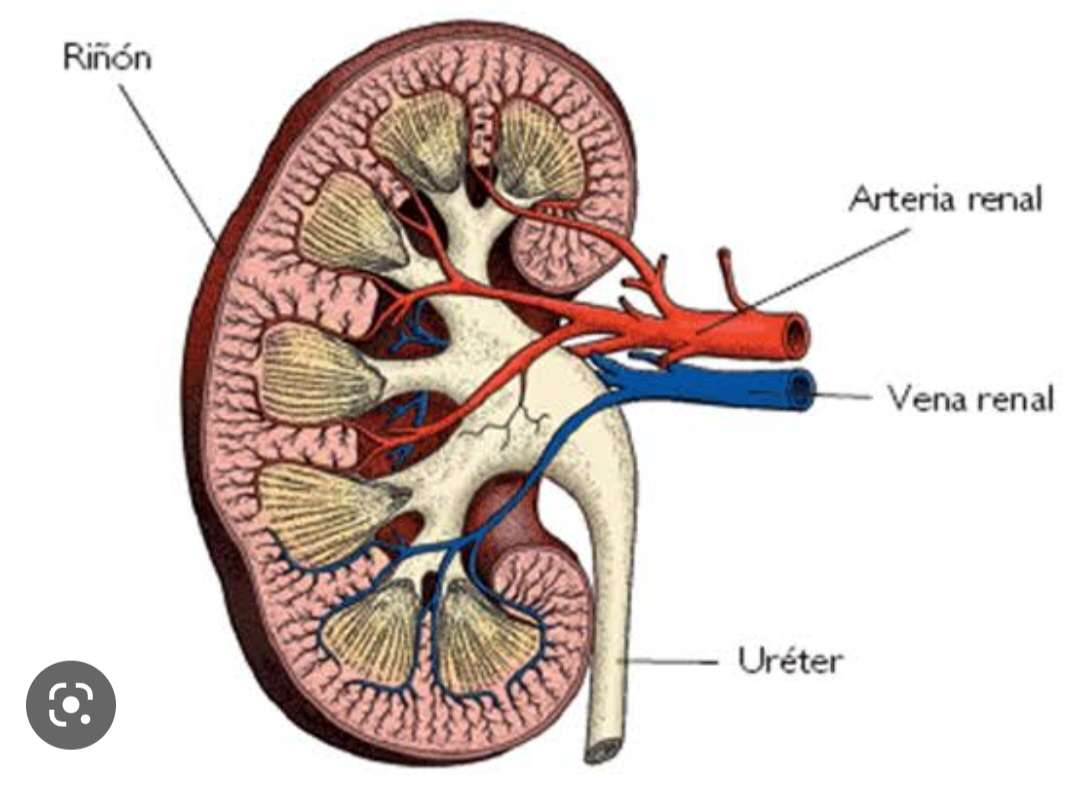 kidney puzzle jigsaw puzzle online