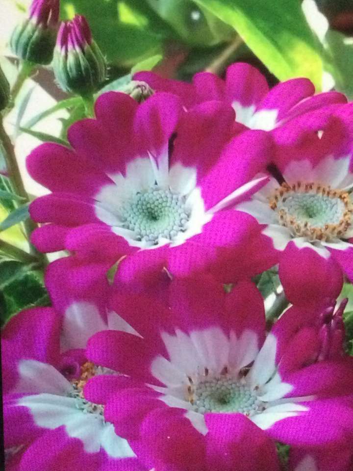 Fleurs fuchsia puzzle en ligne