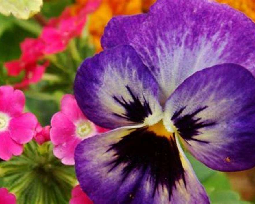Λουλούδι πανσές παζλ online