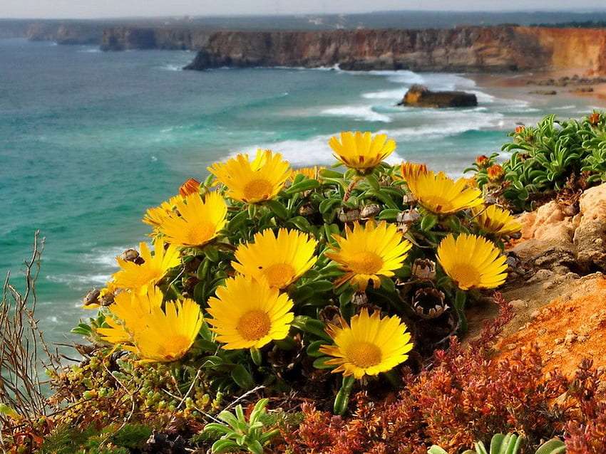 Krásné květiny rostoucí na skalnatém pobřeží, zázrak skládačky online