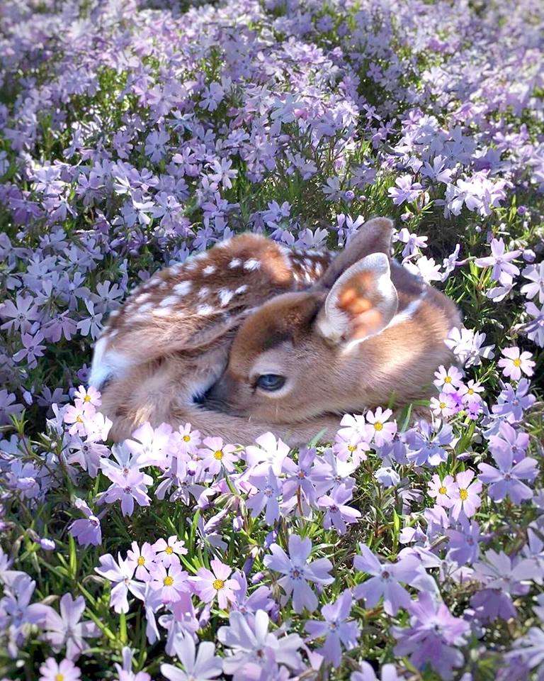 bambi slaapt vredig tussen het gras legpuzzel online