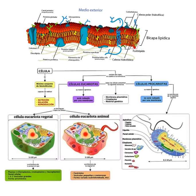 Cellule procaryote, cellule eucaryote et membrane plasmique puzzle en ligne