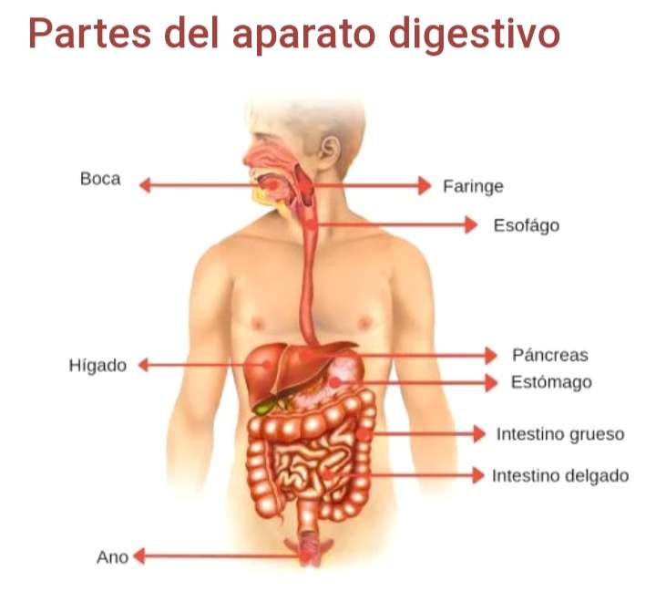 Sistema digestivo puzzle online