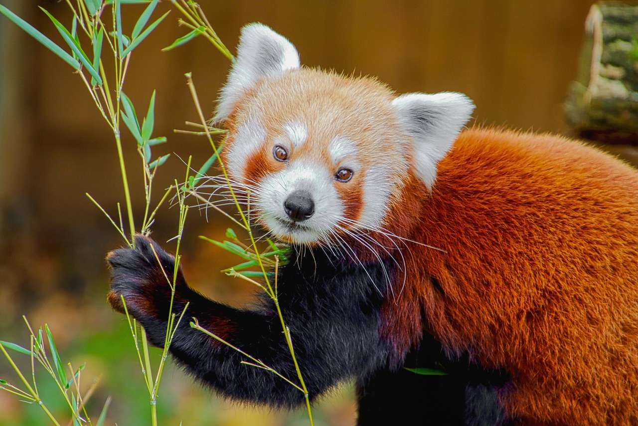 panda roșu puzzle online