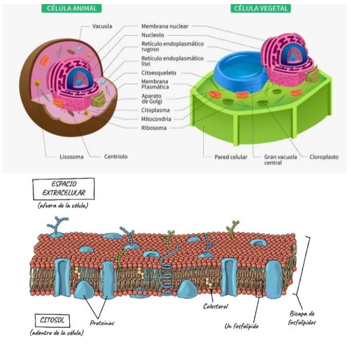 célula animal, célula vegetal e membrana puzzle online