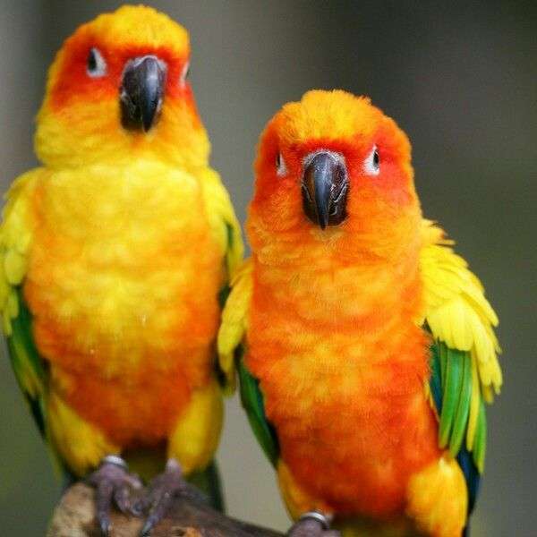 Yellow budgies online puzzle