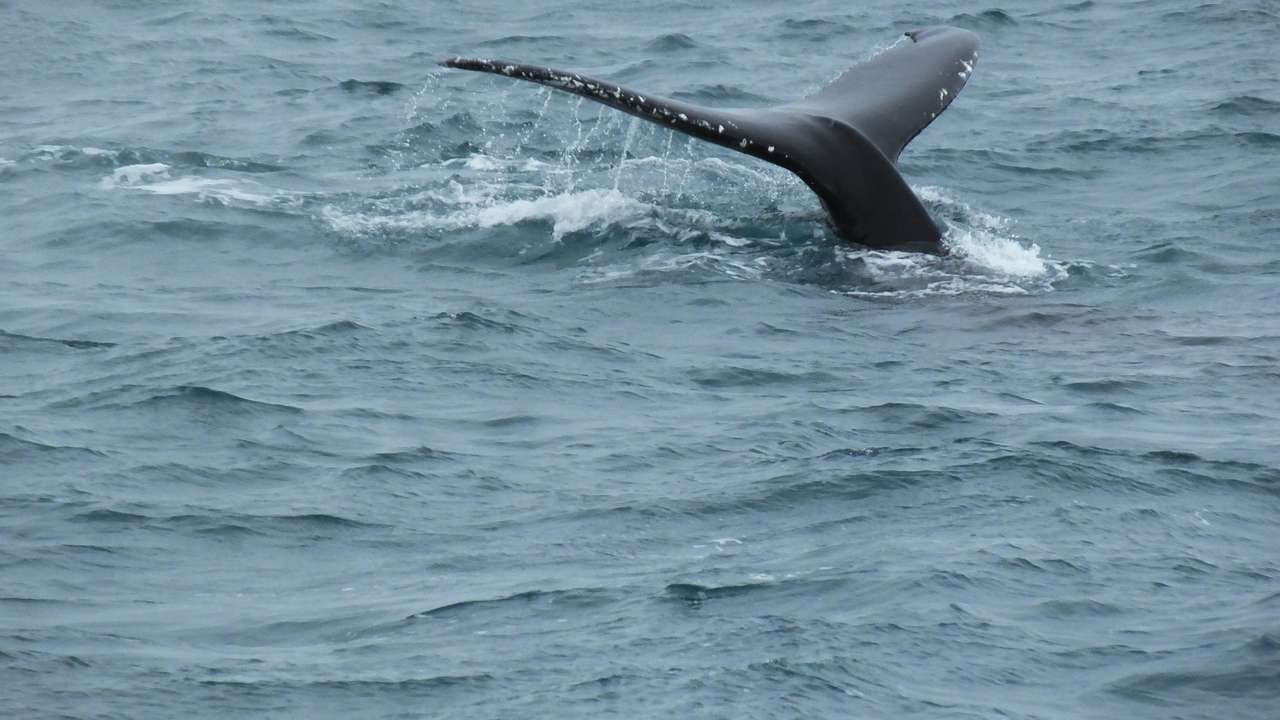 Balena în largul Islandei jigsaw puzzle online