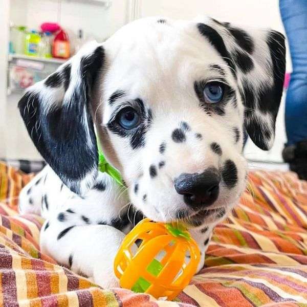 Pup met een speeltje online puzzel