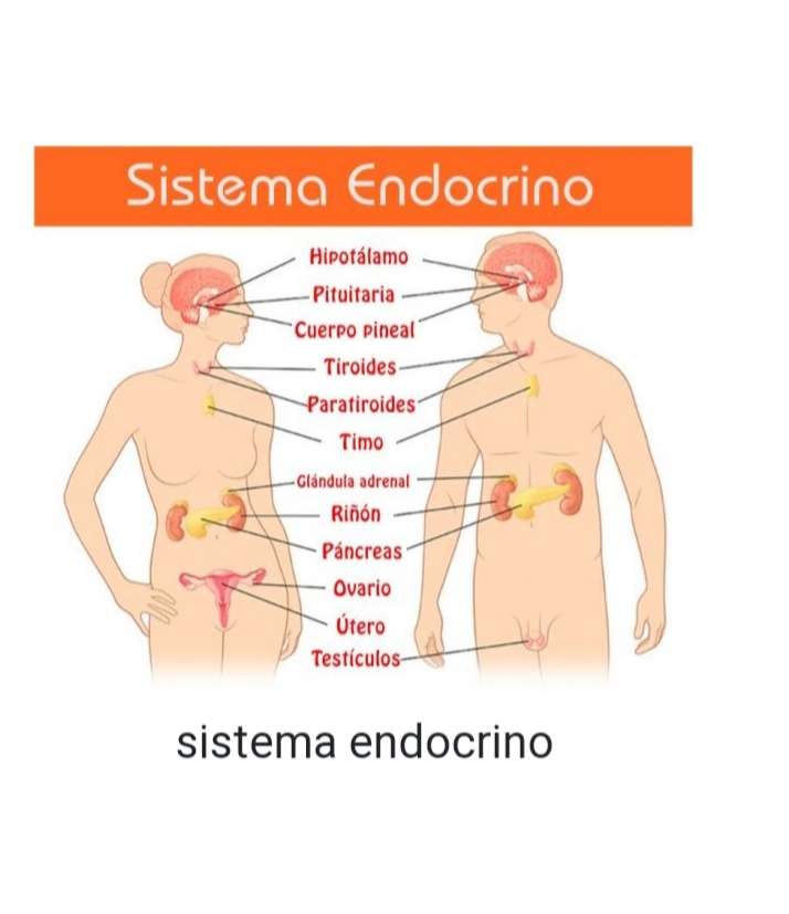 sistema endocrino puzzle online