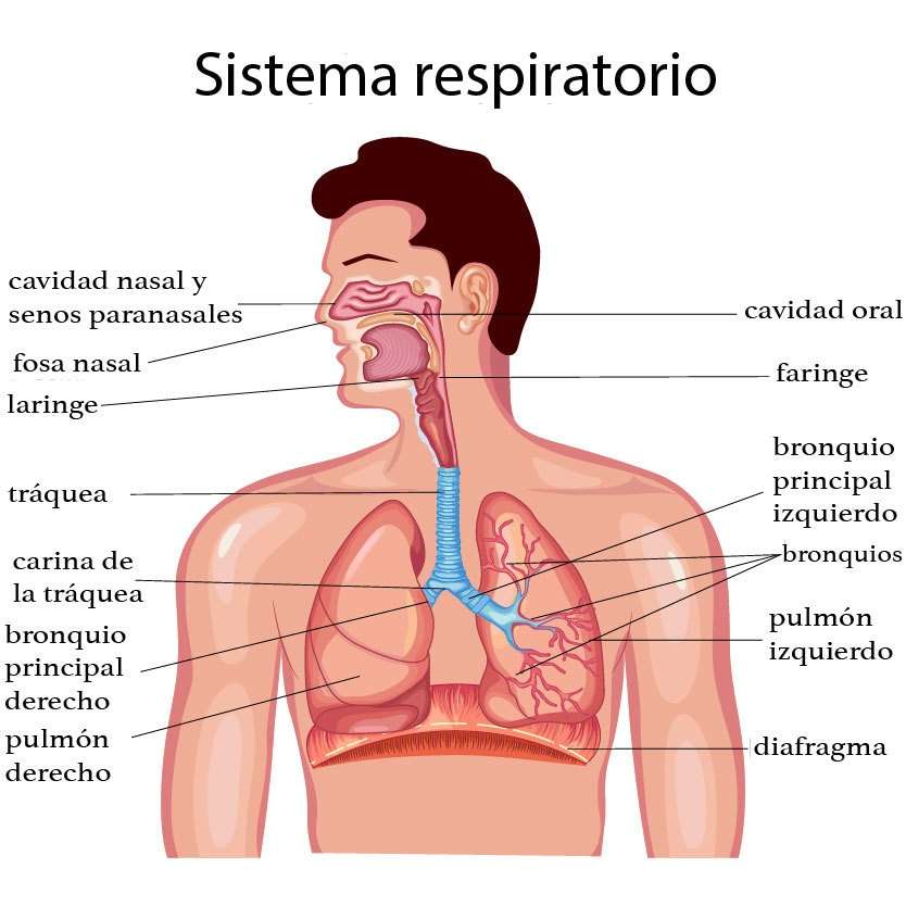 SISTEMA RESPIRATORIO puzzle online