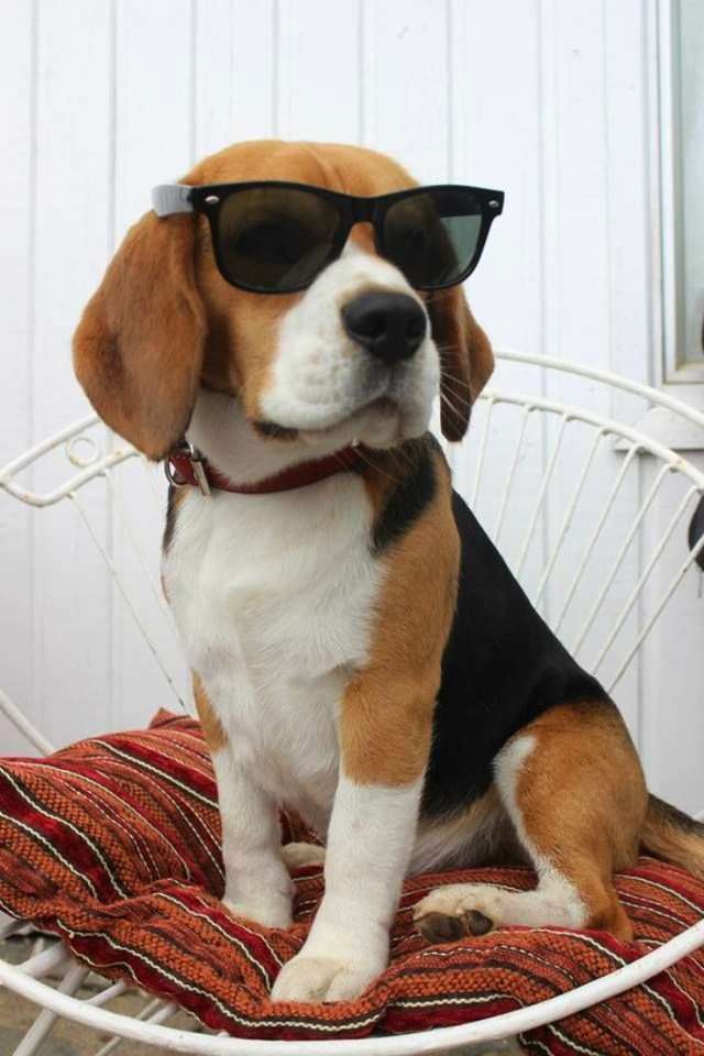 メガネをかけた子犬 ジグソーパズルオンライン