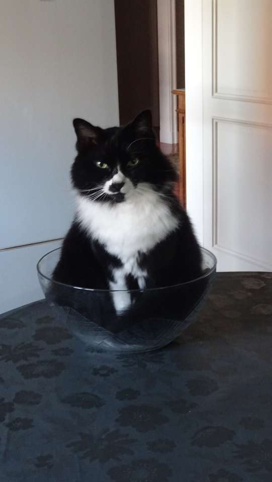 Котката в чинията онлайн пъзел