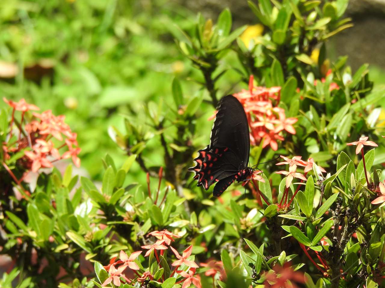 motýli na louce online puzzle