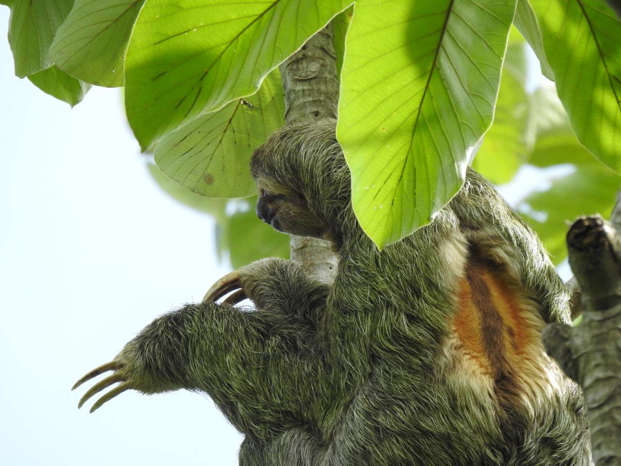 Sloth in the tree jigsaw puzzle online