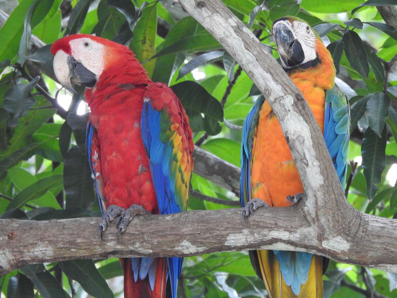 papoušek na stromě skládačky online