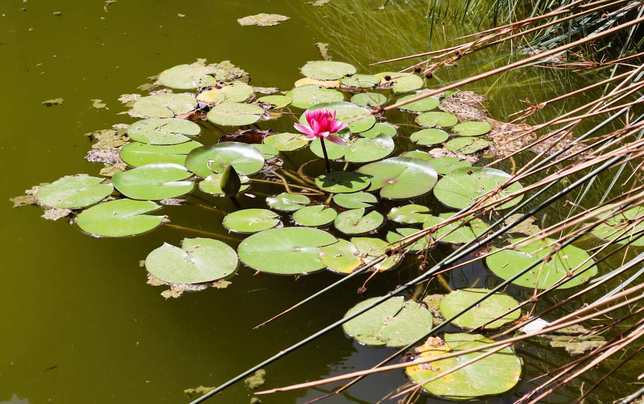 Aquatische bloem waterlelies legpuzzel online