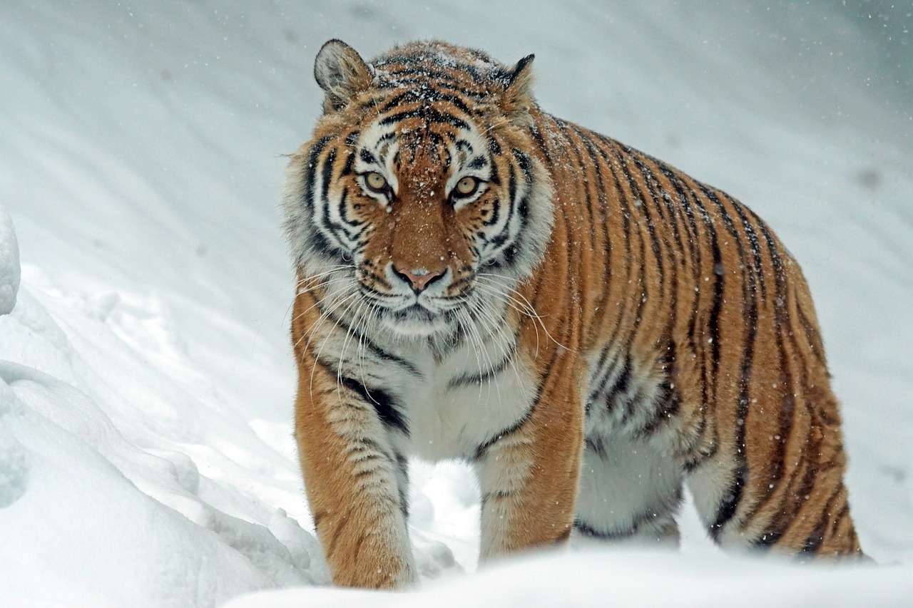 Сибирский тигр онлайн-пазл