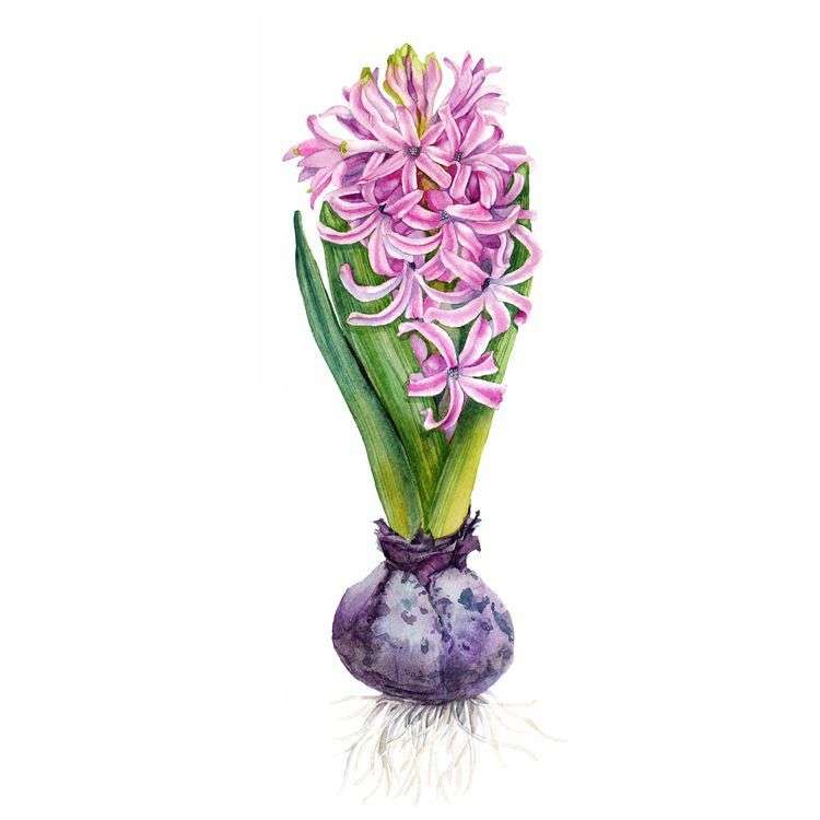 Hyacint pussel på nätet