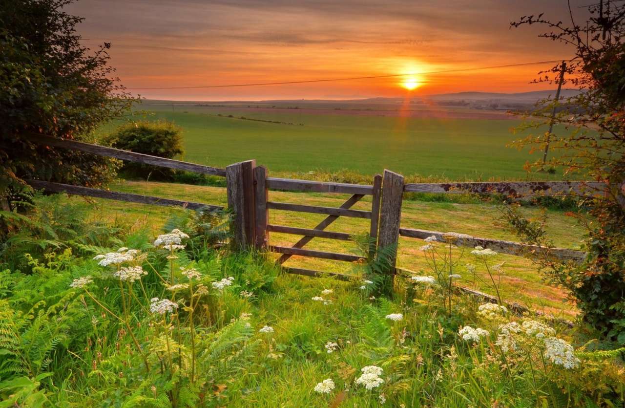 Sommar vackert grönt fält vid soluppgången Pussel online