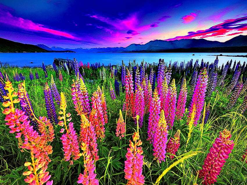 Красотата на дивите цветя по залез слънце онлайн пъзел