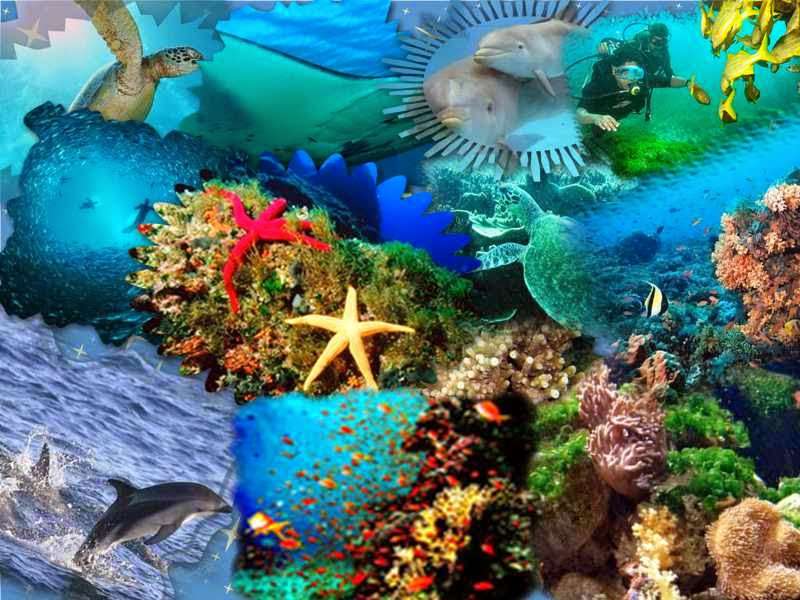 aquatisches Ökosystem Online-Puzzle