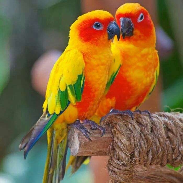 Два красочных попугая онлайн-пазл