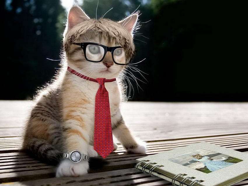 Kočka pane prezidente skládačky online