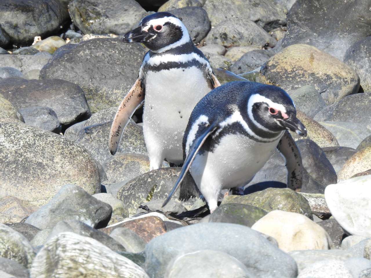 Пингвины онлайн-пазл