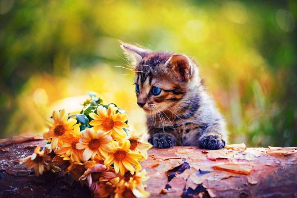 cat flower puzzle online