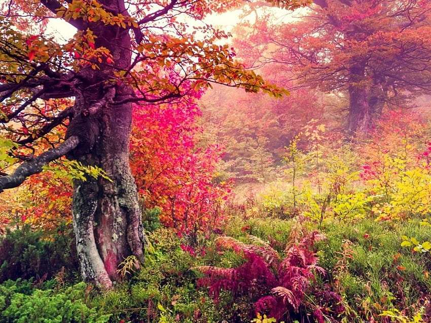 Красивые пейзажи осеннего леса, вид как в сказке пазл онлайн