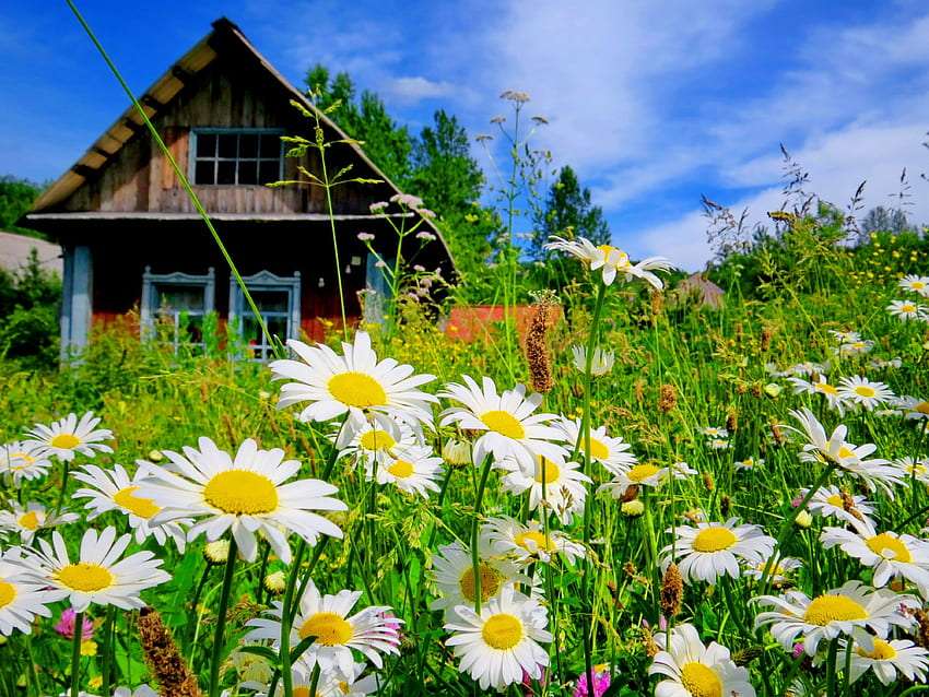 Wooden house in daisies, beautiful view online puzzle