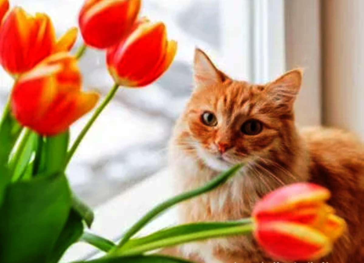 кошка с тюльпанами онлайн-пазл