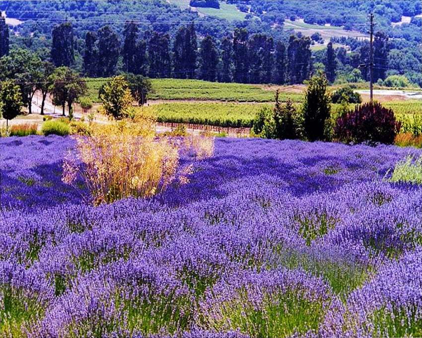 Frankreich - Land nicht nur des Weins, sondern auch des schönen Lavendels Puzzlespiel online