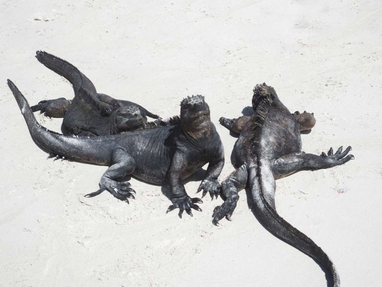 iguanas marinas rompecabezas en línea