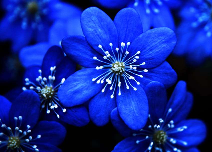 Hermosas flores azules, maravillosas. rompecabezas en línea