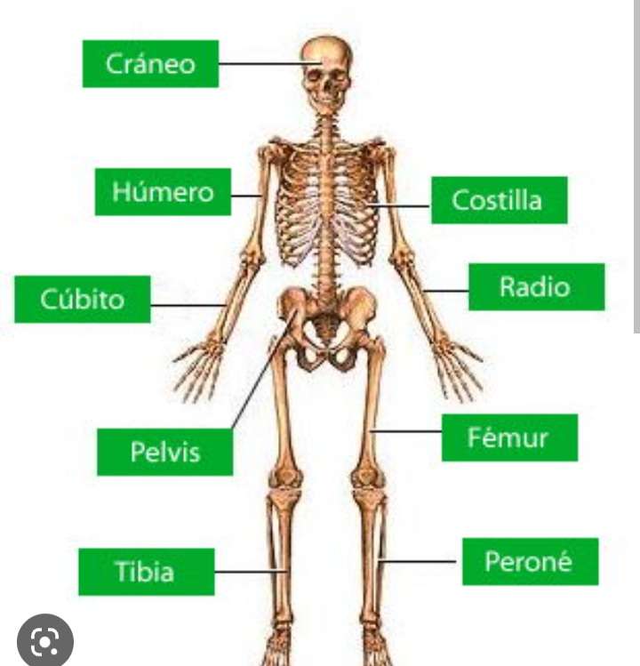 Sistema oseo rompecabezas en línea