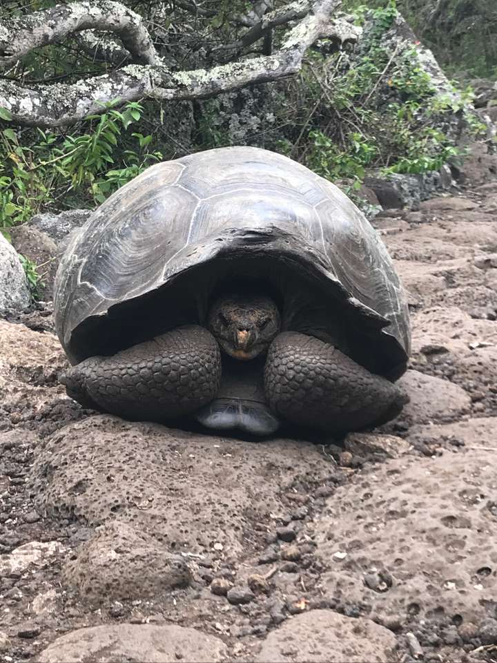 GALÁPAGOS quebra-cabeças online