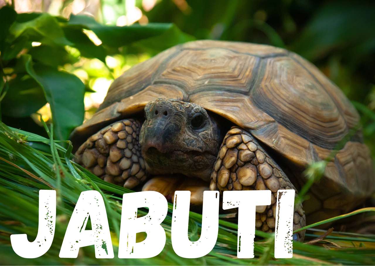 teknősbéka-rejtvény kirakós online